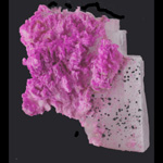 Cobaltiferous Calcite and Arsenopyrite
