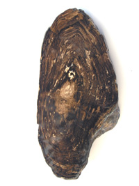 Fossilized wood slice