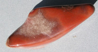 Agate and Jasper (Dulcote)