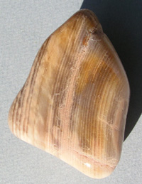 Opalized Fossil Wood